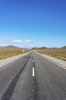 Los cardones Milli Parkı Salta, Arjantin.