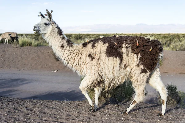 Lama v salinas grandes v jujuy, argentina. — Stock fotografie