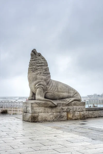 海狮在阿根廷布宜诺艾利斯德普 — 图库照片