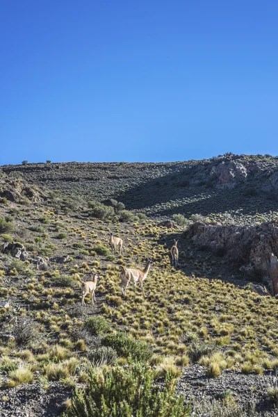 Dipartimento di Las Heras a Mendoza, Argentina — Foto Stock