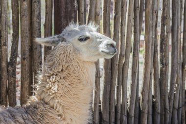 Lama purmamarca, jujuy, Arjantin.