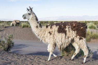 Lama jujuy, Arjantin, salinas grandes içinde.