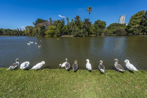 Palermo Wälder in buenos aires, Argentinien. — Stockfoto