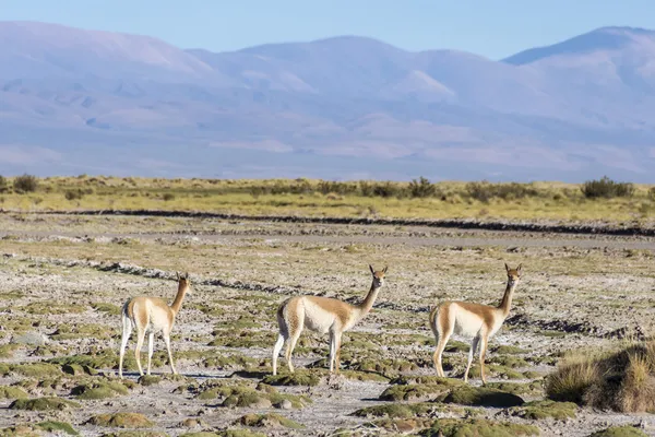 Vicuna en Salinas Grandes en Jujuy, Argentina . —  Fotos de Stock