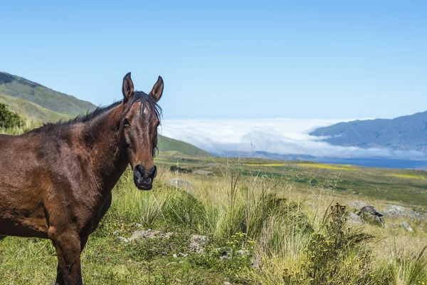 Tafi del valle jeziora w tucuman, Argentyna. — Zdjęcie stockowe