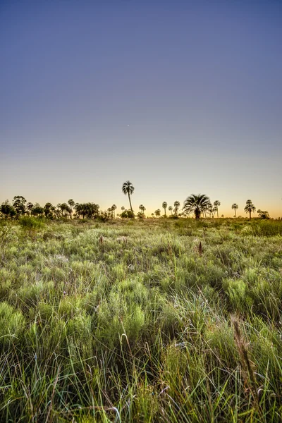 Nascer do sol no Parque Nacional El Palmar, Argentina — Fotografia de Stock