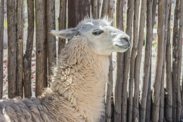 Llama en Catamarca, Jujuy, Argentina . — Foto de Stock