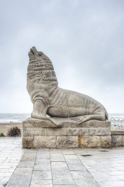 deniz aslanı mar del plata, buenos aires, Arjantin