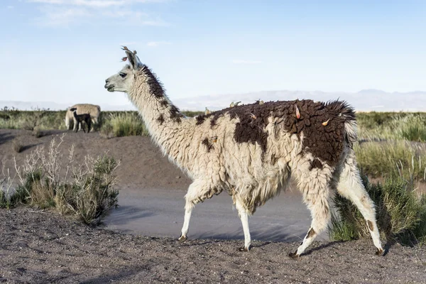 Llama en Salinas Grandes en Jujuy, Argentina . — Foto de Stock