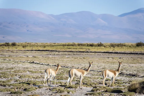 Vicuna in Salinas Grandes in Jujuy, Argentina. — Stock Photo, Image