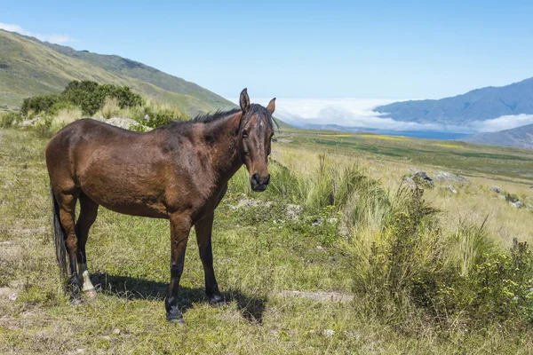 Tafi del valle jeziora w tucuman, Argentyna. — Zdjęcie stockowe