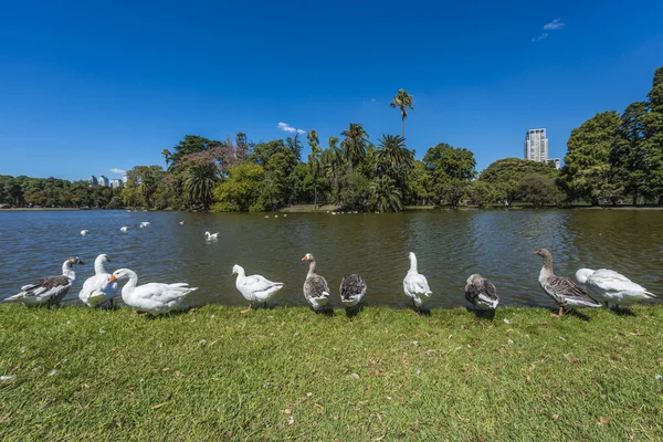 Palermo Woods a Buenos Aires, Argentina . — Foto Stock