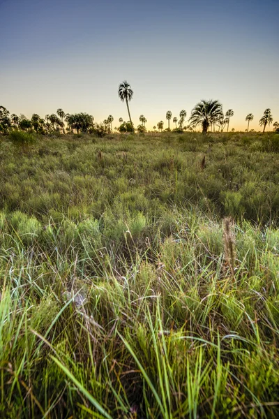 Sonnenaufgang im Nationalpark El Palmar, Argentinien — Stockfoto