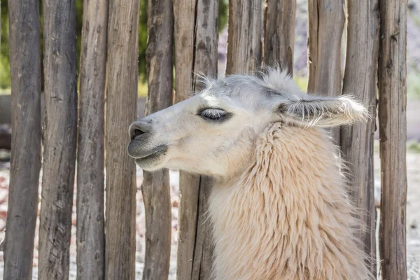 Llama in Purmamarca, Jujuy, Argentina. — Stock Photo, Image