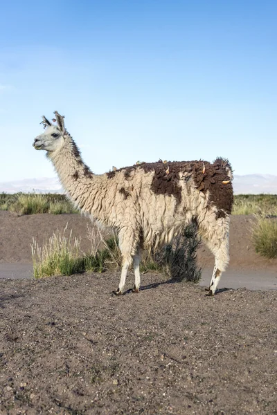 Llama in Salinas Grandes in Jujuy, Argentina. — Stock Photo, Image