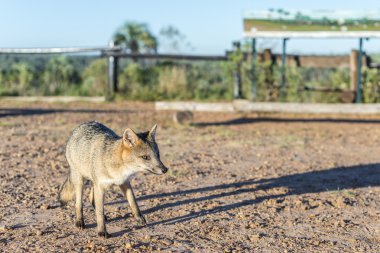 el palmar Milli Parkı, Arjantin Fox'ta dağ