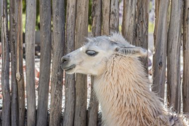Lama purmamarca, jujuy, Arjantin.