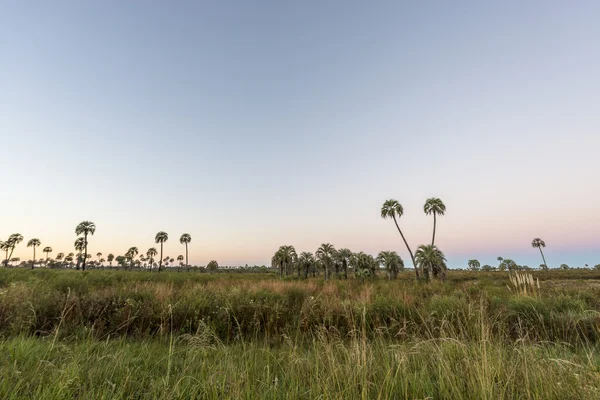 Sonnenaufgang im Nationalpark El Palmar, Argentinien — Stockfoto