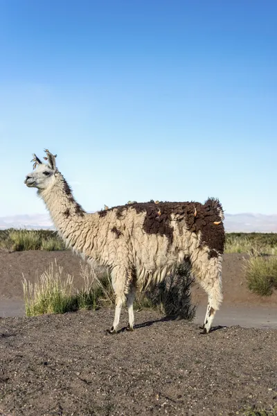 Llama in Salinas Grandes in Jujuy, Argentina. — Stock Photo, Image