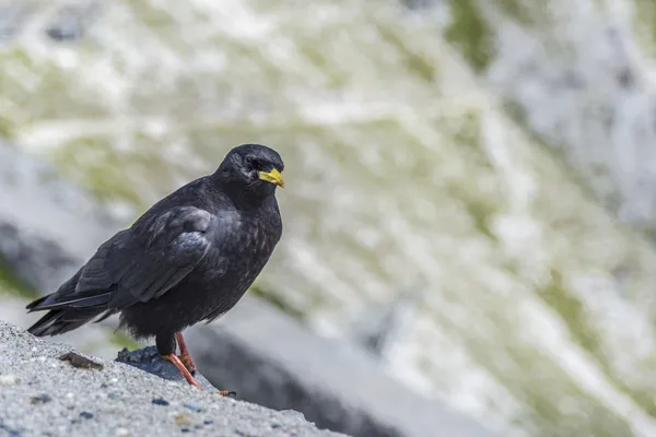 Nordkette berg i Tyrolen, innsbruck, Österrike. — Stockfoto