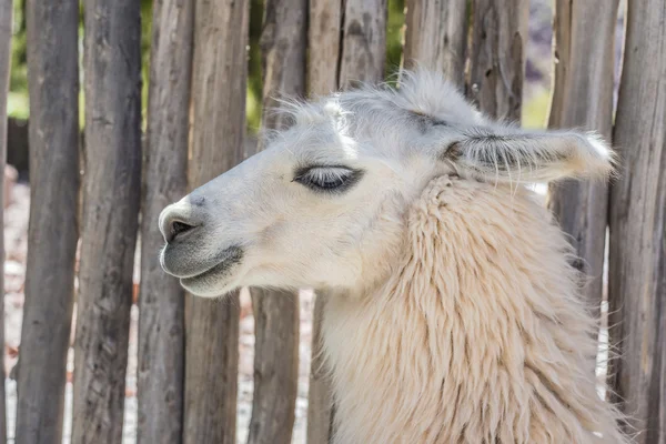 Lama in Purmamarca, Jujuy, Argentina . — Foto Stock