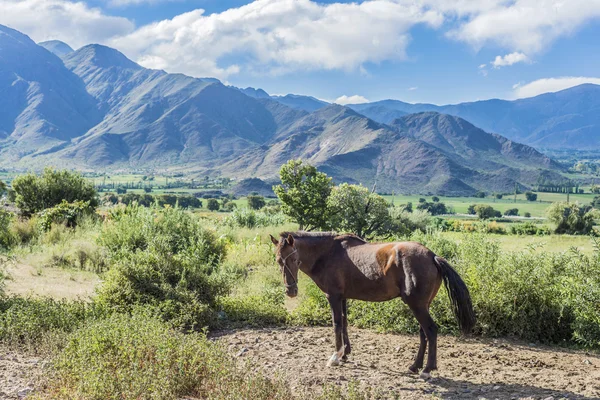 Cachi Adentro à Salta, nord de l'Argentine — Photo