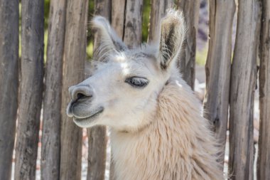 Lama purmamarca, jujuy, Arjantin.