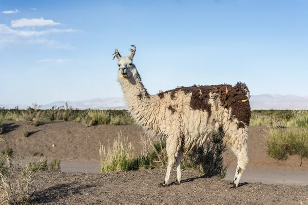 Llama in Salinas Grandes in Jujuy, Argentina. — Stock Photo, Image
