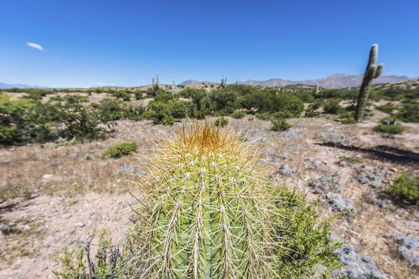 Cactus quebrada de humahuaca i jujuy, argentina. — Stockfoto