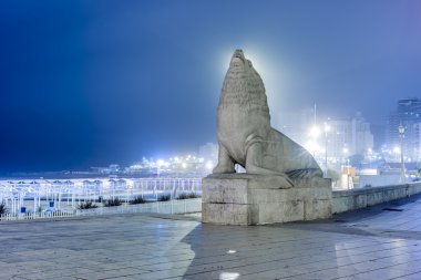 deniz aslanı mar del plata, buenos aires, Arjantin