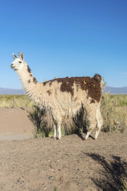 Lama jujuy, Arjantin, salinas grandes içinde.