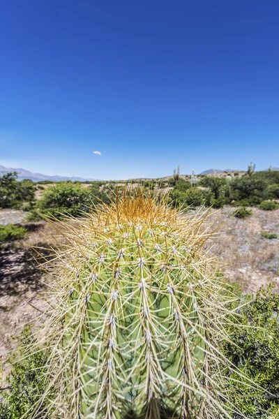 Cactus quebrada de humahuaca i jujuy, argentina. — Stockfoto