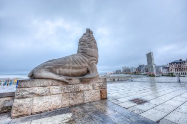 deniz aslanı mar del plata, buenos aires, Arjantin