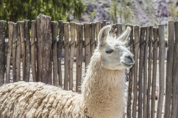 Lamy w mieście purmamarca, jujuy, Argentyna. — Zdjęcie stockowe