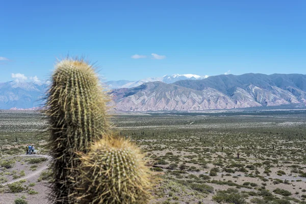 Parc national Los Cardones à Salta, Argentine . — Photo