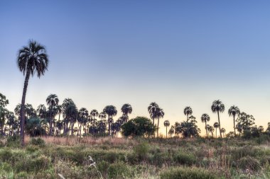 el palmar Milli Parkı, Arjantin Sunrise