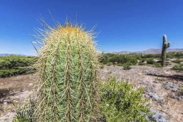 Cactus Quebrada de Humahuaca em Jujuy, Argentina . — Fotografia de Stock