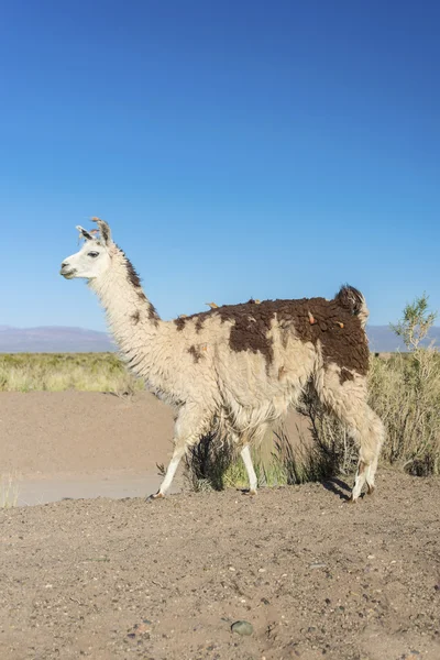 Lama in Salinas Grandes in Jujuy, Argentina . — Foto Stock