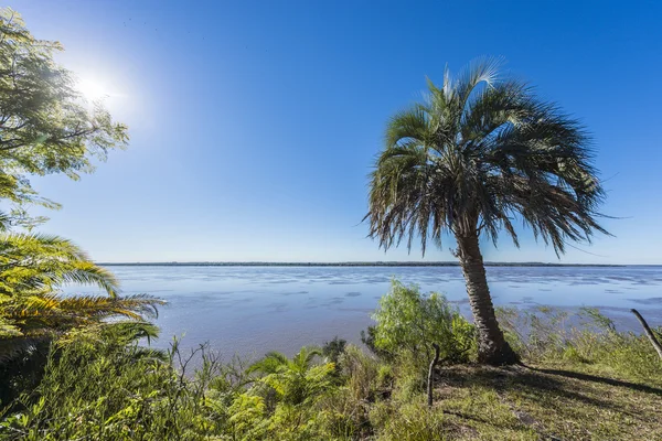 Palms on El Palmar National Park, Argentina — Stock Photo, Image