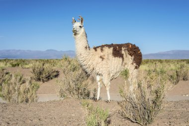 Lama jujuy, Arjantin, salinas grandes içinde.