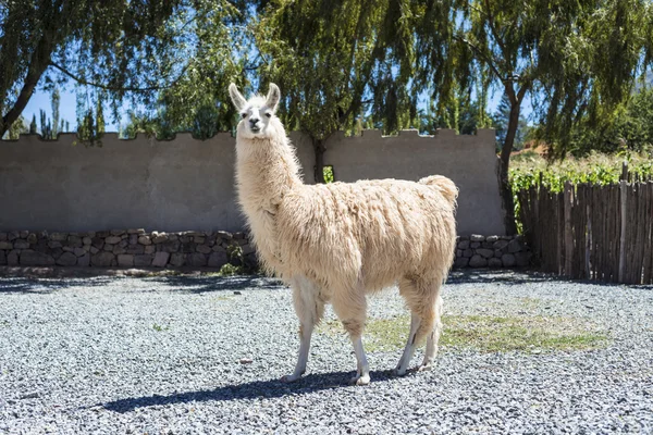 Lamy w mieście purmamarca, jujuy, Argentyna. — Zdjęcie stockowe