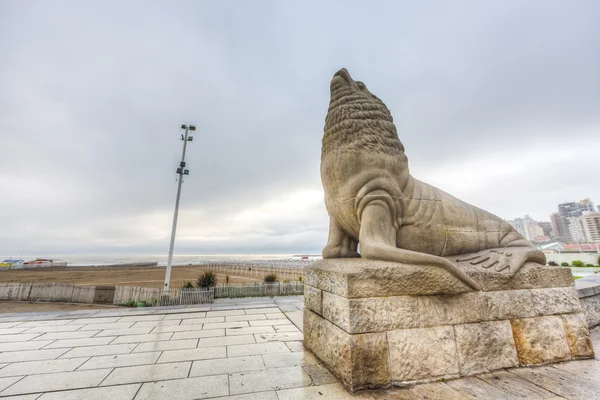 Zeeleeuw in mar del plata, buenos aires, Argentinië — Stockfoto