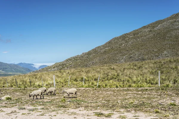 Valle del Calchaqui in Tucuman, Argentina — Foto Stock