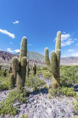 cienaga, quebrada de humahuaca, jujuy, Arjantin.