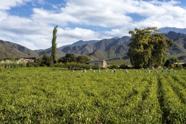 Cachi adentro Salta, Kuzey Arjantin