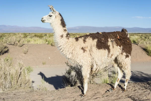 Lama jujuy, Arjantin, salinas grandes içinde. — Stok fotoğraf