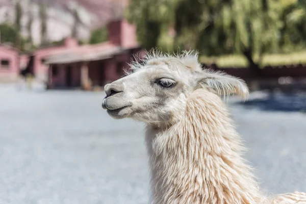 Llama in Purmamarca, Jujuy, Argentina. — Fotografie, imagine de stoc