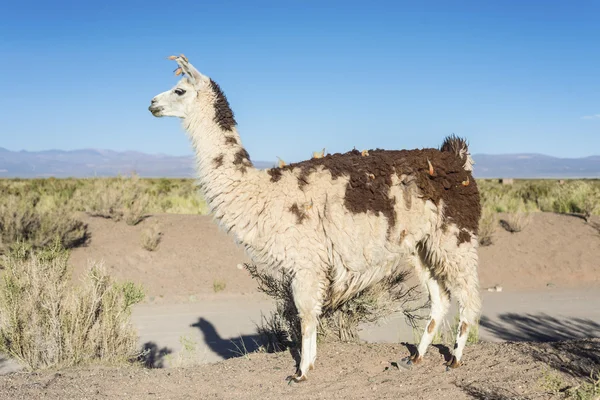 Llama in Salinas Grandes in Jujuy, Argentina. Stock Photo