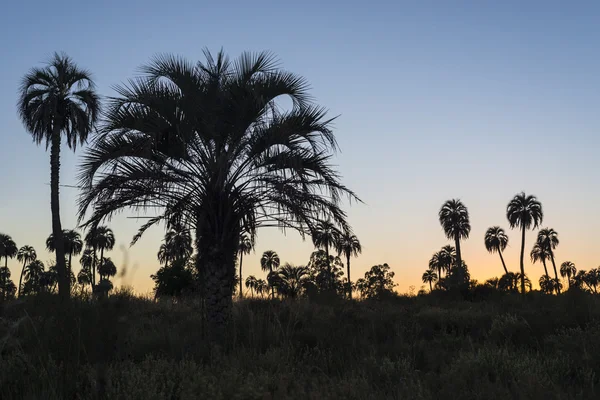 Wschód słońca na el palmar national park, Argentyna — Zdjęcie stockowe