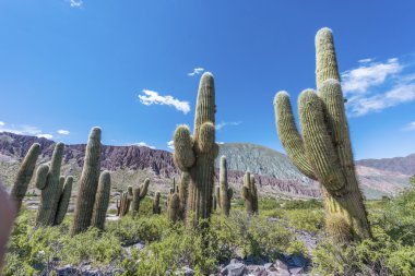 cienaga, quebrada de humahuaca, jujuy, Arjantin.